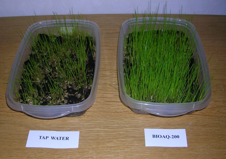 grass